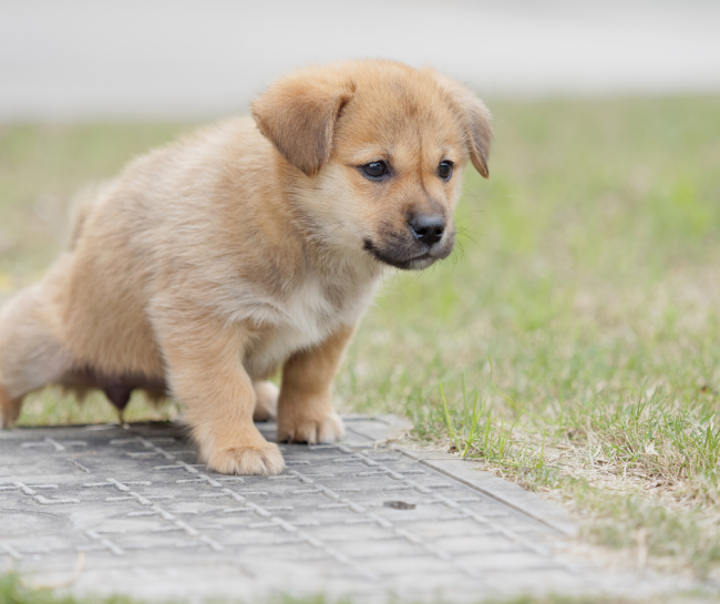 How to get a puppy hot sale to pee