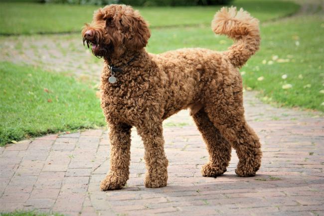 Large store medium labradoodle