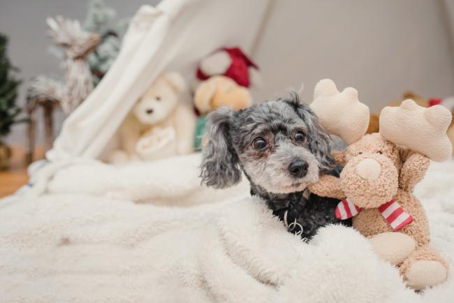 Should you give a puppy as a Christmas present?