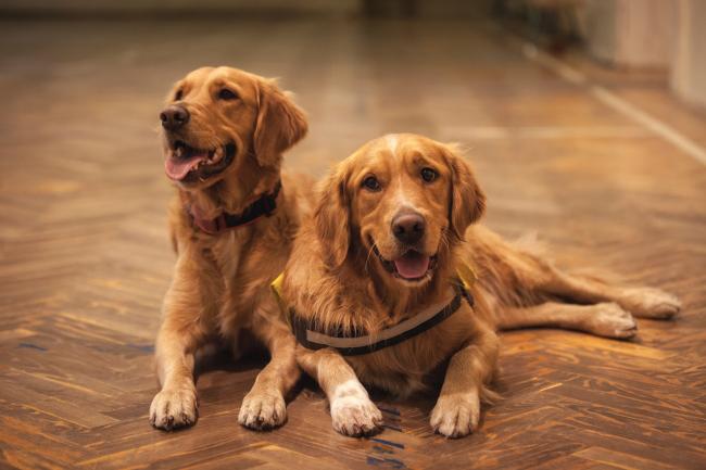 Golden Retriever Dog Breed Information and Characteristics