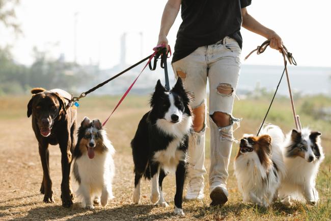 Dog walking and pet clearance sitting