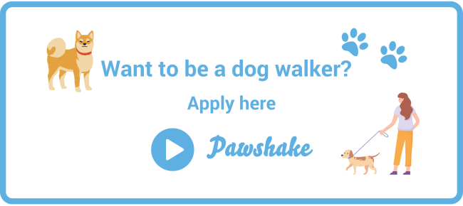 Important Questions To Ask Before Hiring A Professional Dog Walker