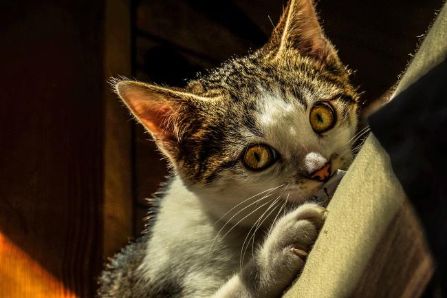 In-depth Look Into Bartonella: Cat Scratch Fever | Pin Paws