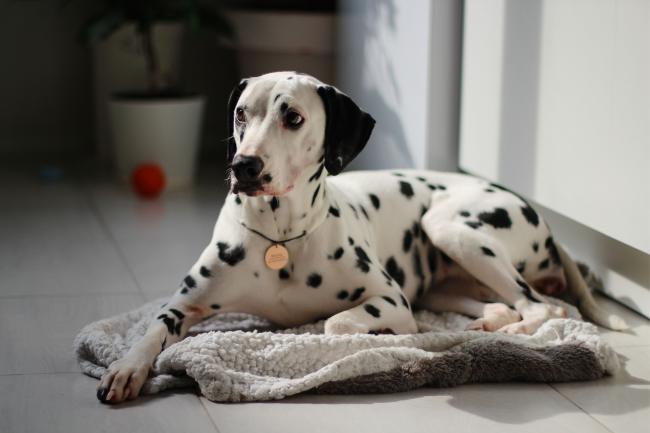 Information about dalmatian sales dog