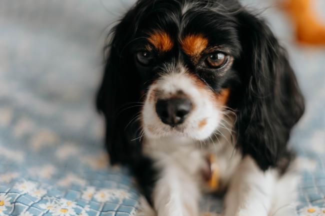 King Charles Cavalier, Dog Breed Information