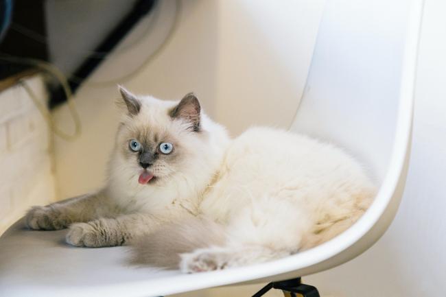 A beautifully derpy Radgoll